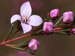 Deane's Boronia