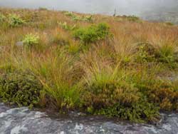 Sydney Montane Heath on Mt Hay Range
