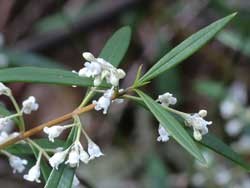 Narrow-leaf Logania