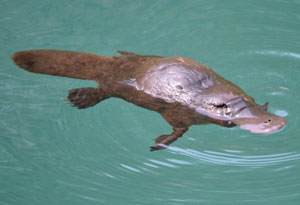 Platypus at Jenolan Caves