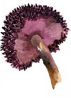 Strobilomyces