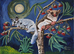 Sugar Glider and Feathertail Glider