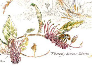 Grevillea laurifolia and Teddy Bear Bee