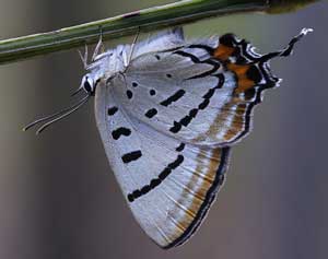 Imperial Hairstreak