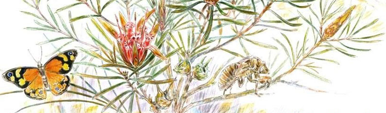 Common Brown butterfly