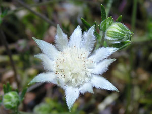 white Pink Flannel Flower
