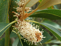 Woody Pear flower