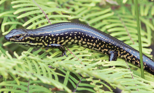 Blue Mountains Water Skink
