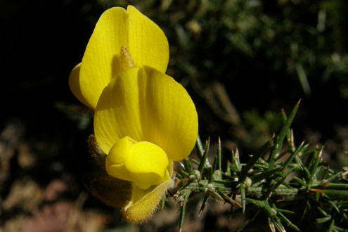 Gorse
