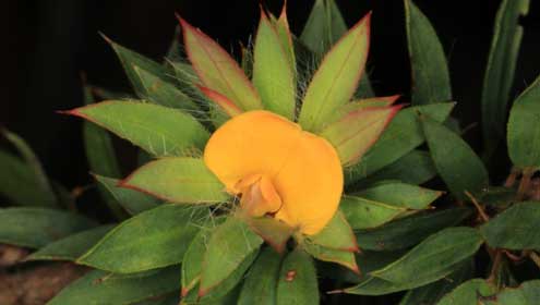 Pultenaea villifera var. villifera