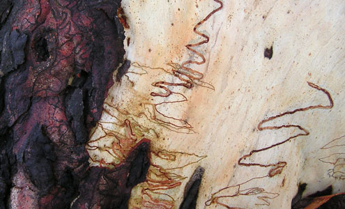 Scribbly Gum