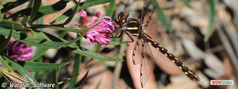 3. Waterfall Redspot dragonfly